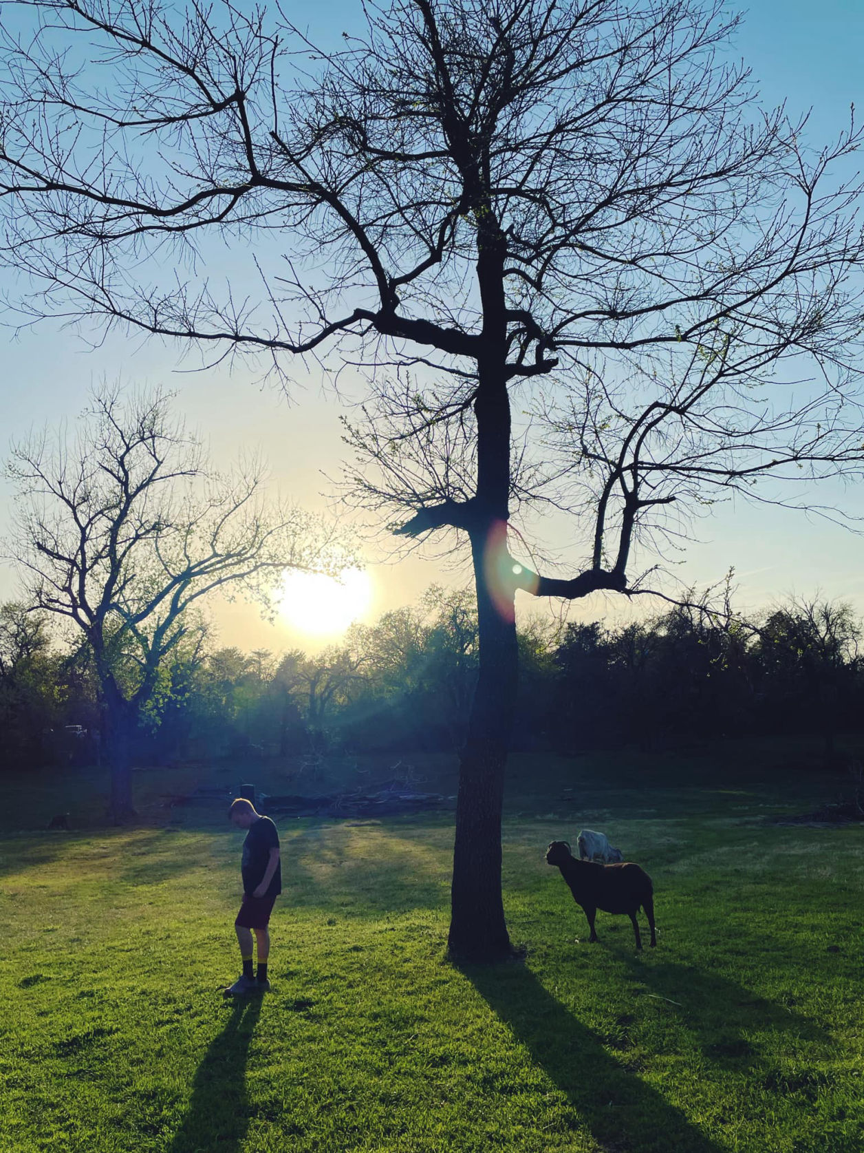 Tree in a pasture